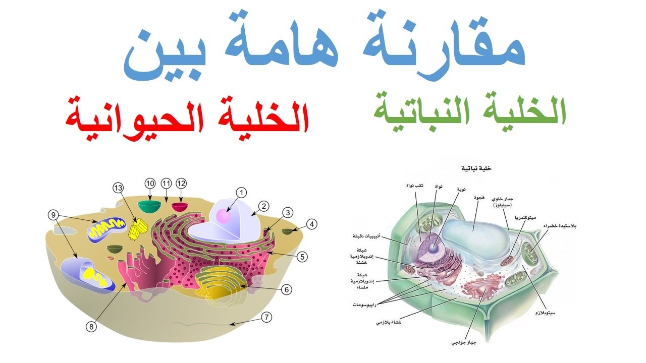 الفرق بين الخلية الحيوانية والنباتية , تعريف المصطلحات الصحيحة الخلية الحيوانية والخلية النباتية