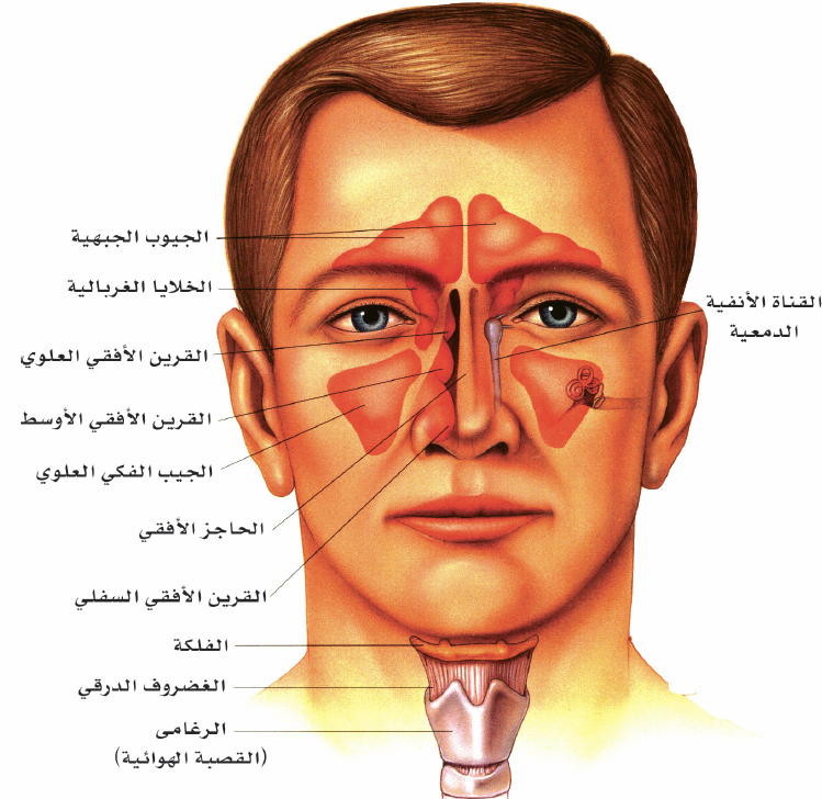 كم عدد الجيوب الانفية - ما هي التهابات الجيوب الانفيه