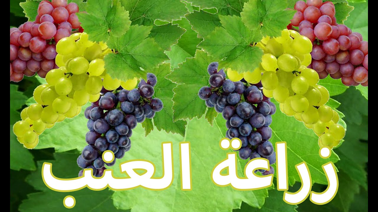 زراعة العنب في المنزل - الوقت المناسب لزراعه العنب 2454 12