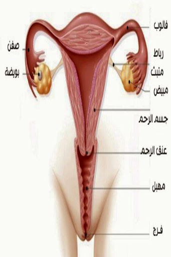 قطعة لحم تسد فتحة المهبل – عملية سهله جدا