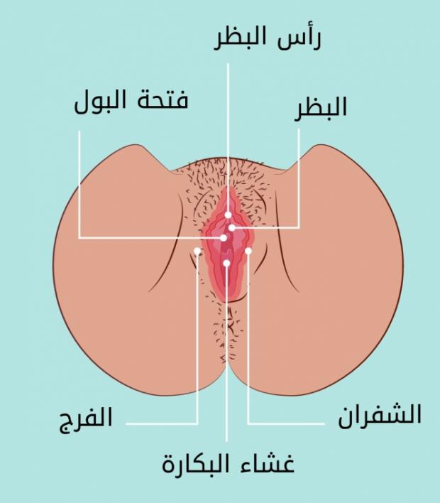 حجم فتحة المهبل الطبيعي- لضمان السعادة الجنسية عليكي بالتالي 4900 5