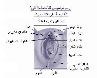 حجم فتحة المهبل الطبيعي- لضمان السعادة الجنسية عليكي بالتالي 4900 6