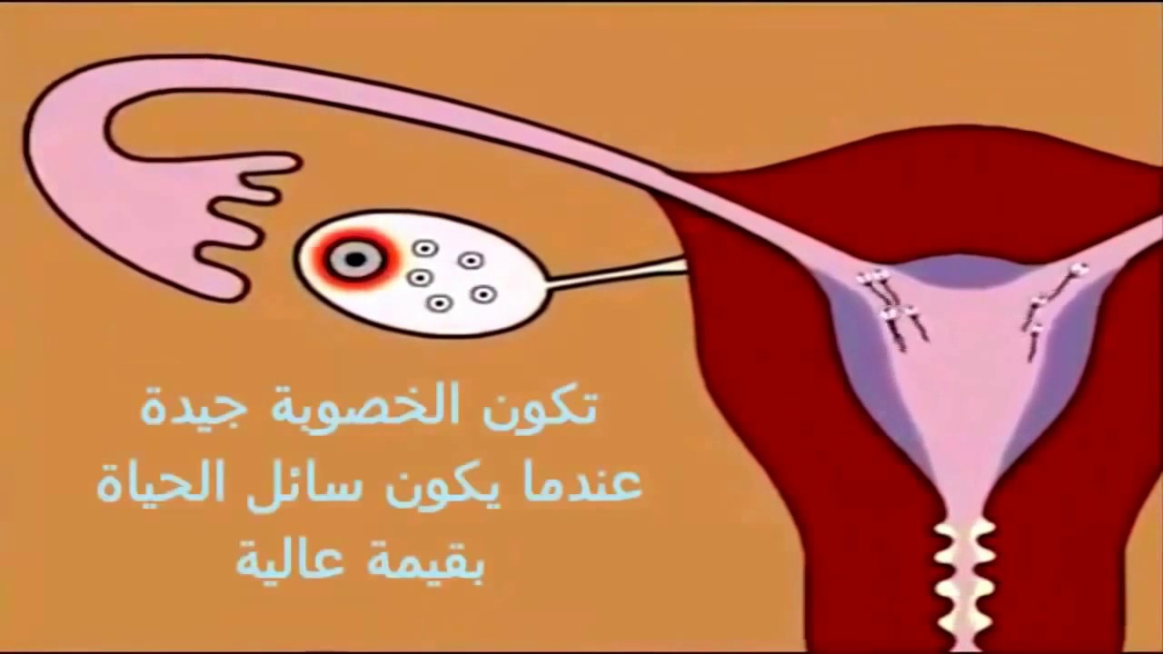 متى يحصل الحمل بعد الدوره بكم يوم , علامات توكد علي حدوث حمل