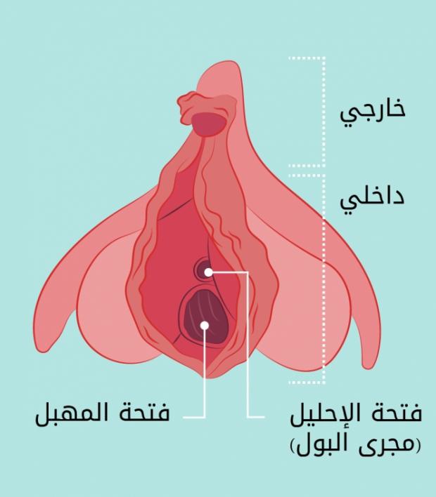 حجم فتحة المهبل الطبيعي , لضمان السعادة الجنسية عليكي بالتالي