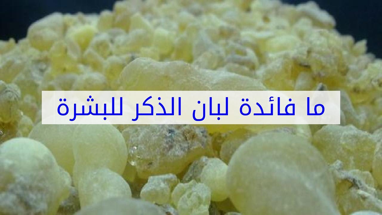 ما فائدة لبان الذكر - لماذا اصبح لبان الذكر مفيد