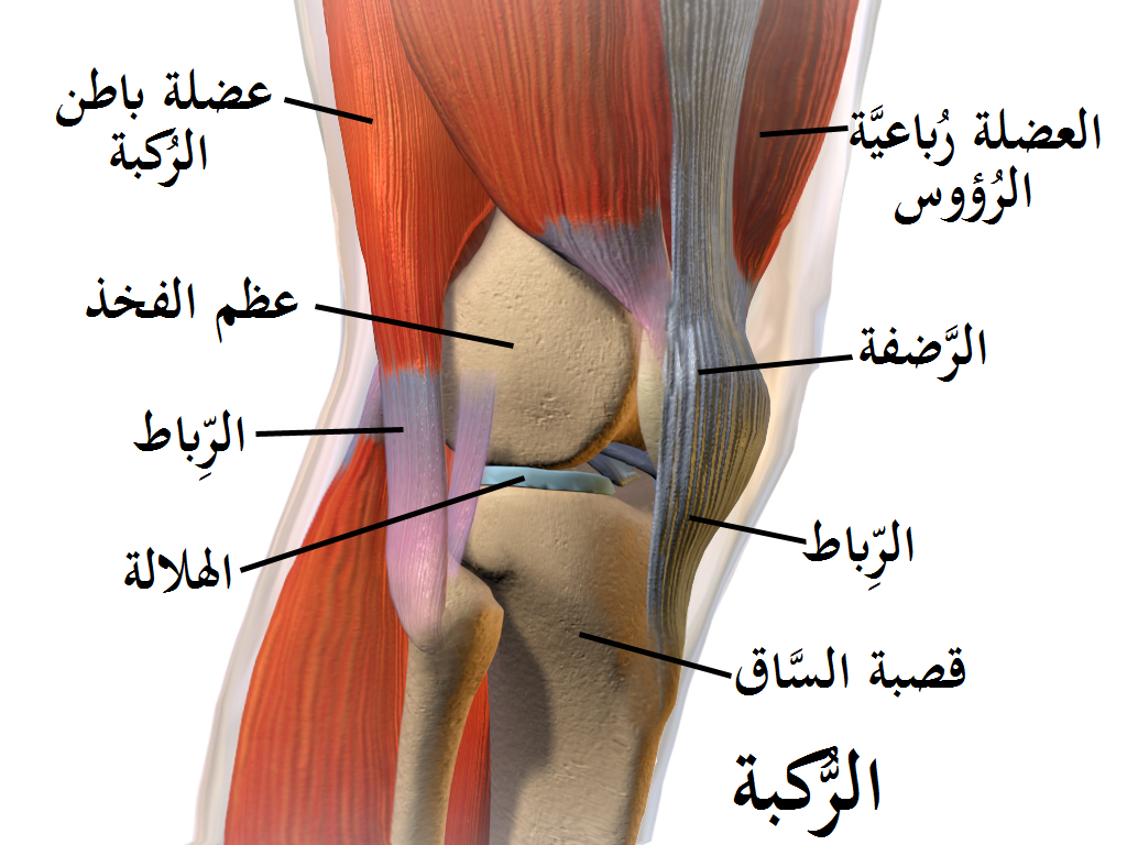 اصابات الركبة بالصور 386