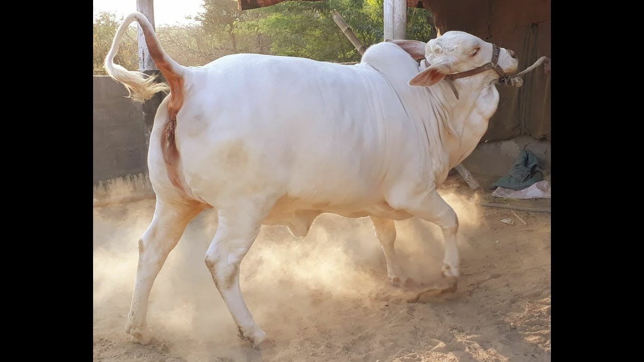 تفسير رؤية البقرة البيضاء في المنام - تفسير البقرة البيضاء فى الحلم 1823 2