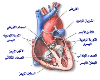 معدل انزيمات القلب الطبيعي - تعريف انزيمات القلب 4096