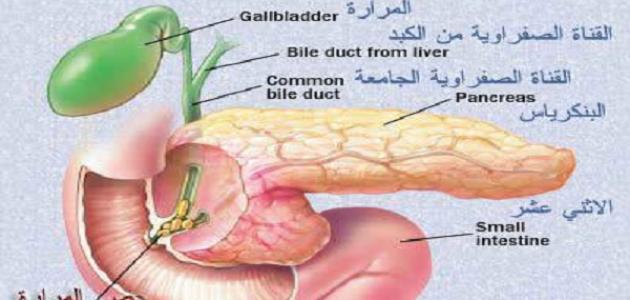 اعراض المراره ومكانها , ما لم تعرفة عن المراره