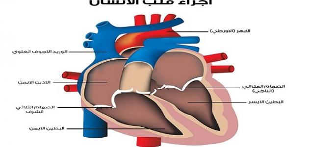 معدل انزيمات القلب الطبيعي , تعريف انزيمات القلب