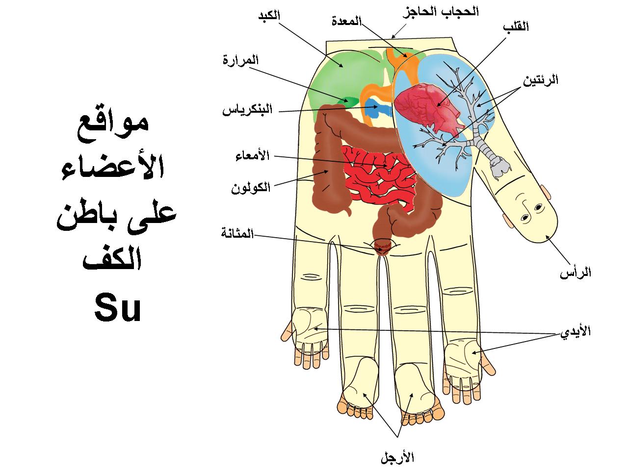 قفاز تقشير الجسم