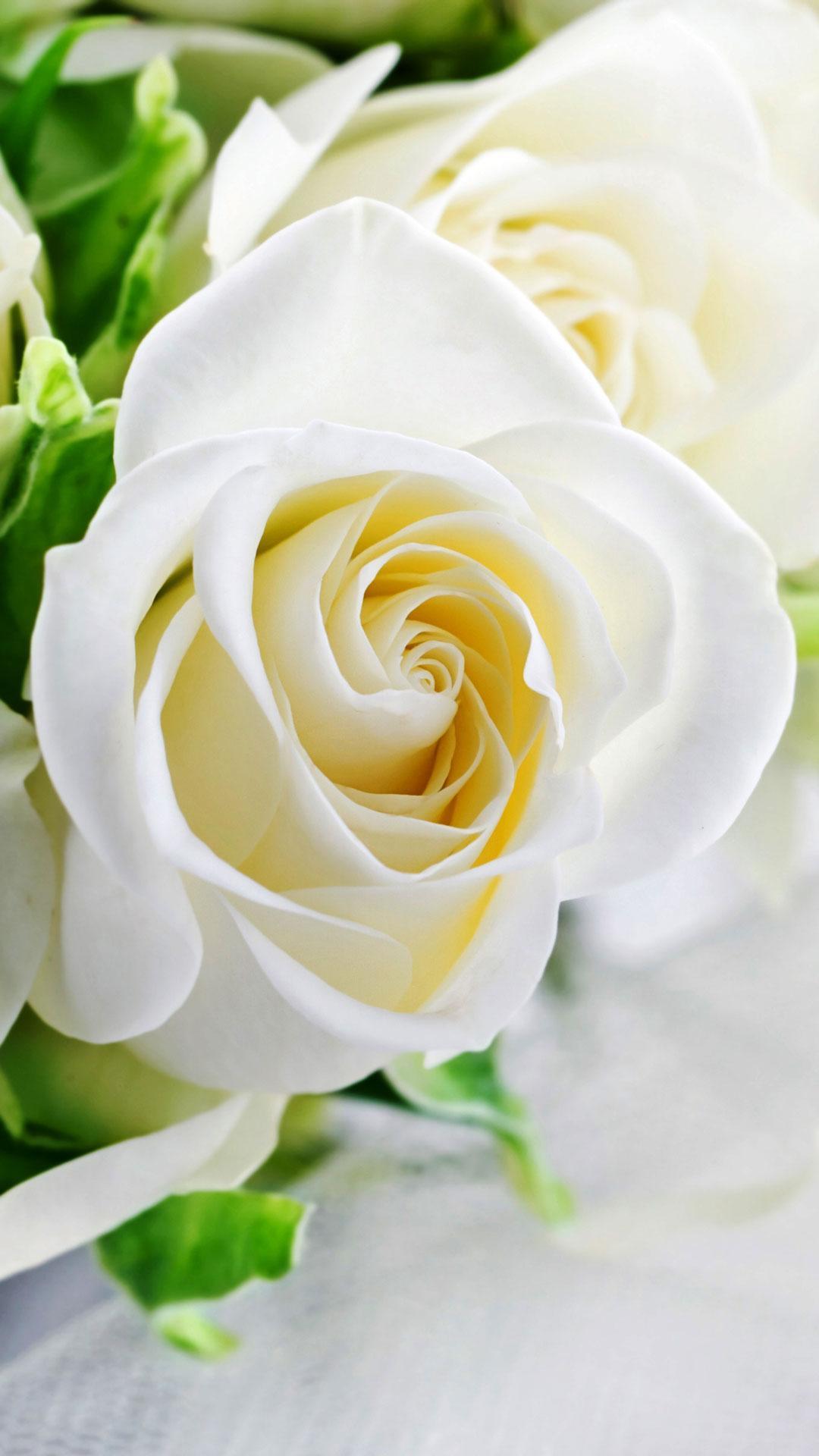 Lifeofanut: اجمل وردة بيضاء بالعالم